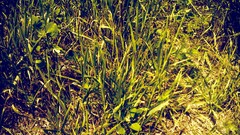 Nature grass ground