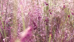 Nature grass harmony smART Fotografie