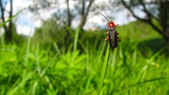 Nature grass insects