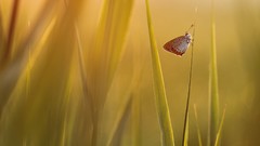 Nature grass insects