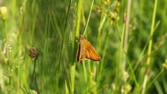 Nature grass insects moth