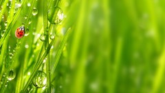 Nature grass ladybirds