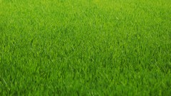 Nature grass lawn Green fields