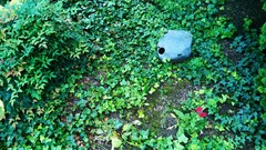 nature grass leaves rock Plants