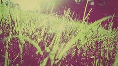 Nature grass light bloom