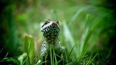 Nature grass lizards Reptiles