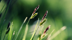Nature grass macro