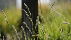 Nature grass macro