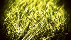 Nature grass macro