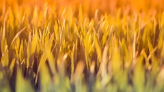 Nature grass macro