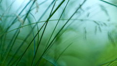 Nature grass macro depth