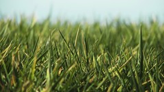 Nature grass macro depth