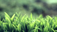 Nature grass macro depth