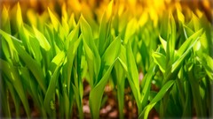 Nature grass macro depth