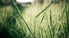 Nature grass macro depth