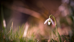 Nature grass macro depth