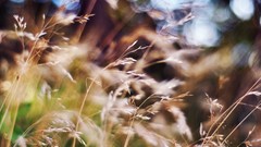 Nature grass macro depth