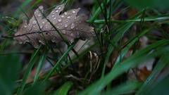 Nature grass macro dew