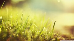 nature grass macro dew Plants outdoors sunlight bokeh morning