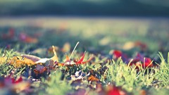 Nature grass macro ground