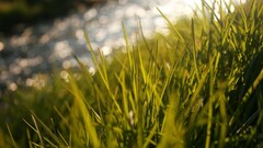 nature grass macro Plants outdoors