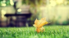 Nature grass maple-leaf