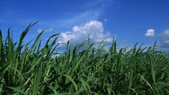 Nature grass meadows fields