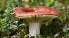 Nature grass mushrooms