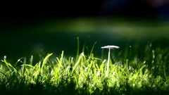 Nature grass mushrooms