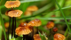 Nature grass mushrooms forests