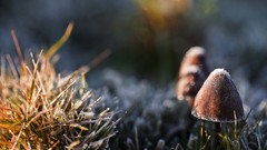 Nature grass mushrooms frost depth of field