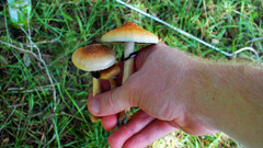 Nature grass mushrooms Plants