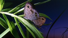 Nature grass night Butterflies insects