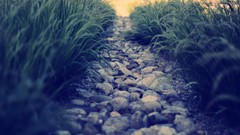 Nature grass paths photo filters