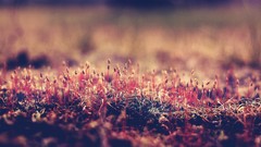 Nature grass photo filters