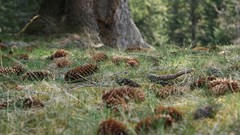 Nature grass pinecones