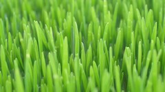 Nature grass Plants