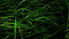 Nature grass Plants