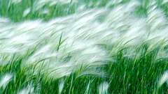 Nature grass Plants