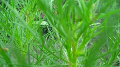 Nature grass Plants