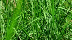 Nature grass Plants