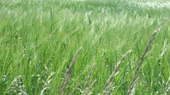 Nature grass Plants