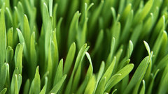 Nature grass Plants