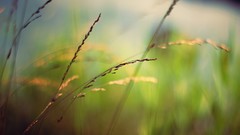 Nature grass Plants