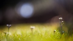 Nature grass Plants bokeh flora blurred background depth of 