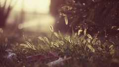 Nature grass Plants bokeh flora depth of field