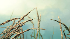 Nature grass Plants depth