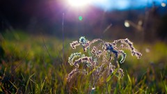 Nature grass Plants depth