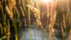 Nature grass Plants depth