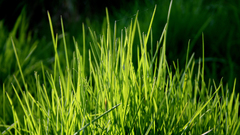 Nature grass Plants depth